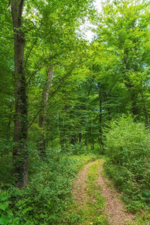Foto de Camino de tierra en un denso bosque verde - Imagen libre de derechos