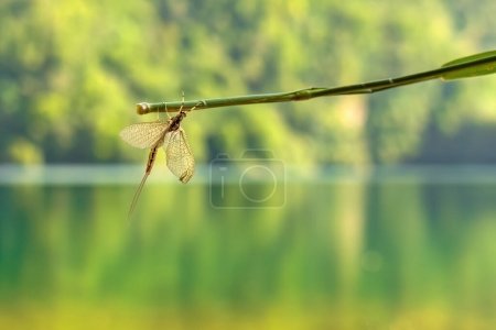 Photo for Eintagsfliege on a branch close-up - Royalty Free Image