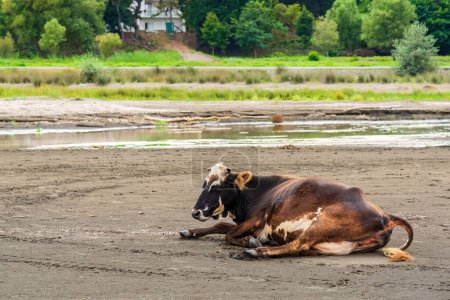 Photo for Sick cow resting on the sand - Royalty Free Image