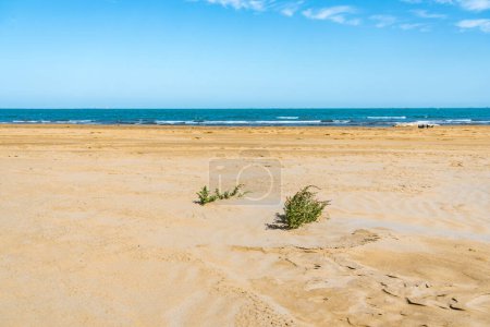 Téléchargez les photos : Survie des plantes dans le sable sur une plage chaude - en image libre de droit