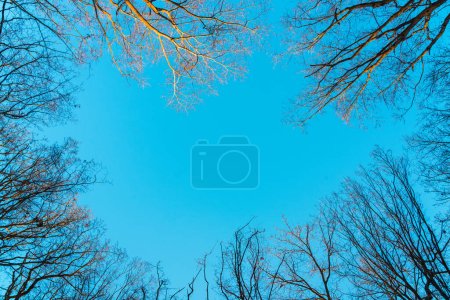 Téléchargez les photos : Branches d'arbres nus contre le ciel bleu - en image libre de droit