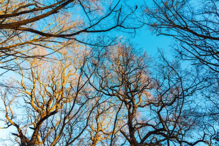 Téléchargez les photos : Branches d'arbres nus contre le ciel bleu - en image libre de droit
