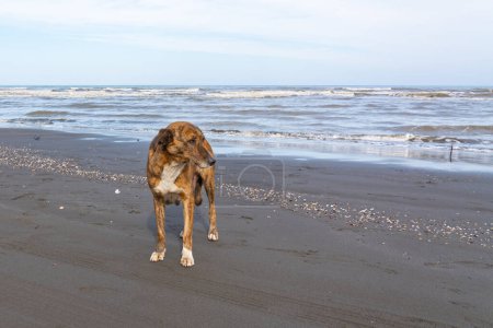 Stray dog on the ocean shore