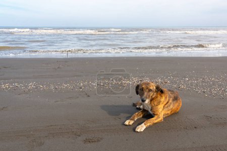 Stray dog on the ocean shore