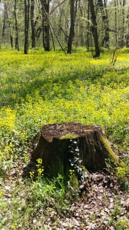 Téléchargez les photos : Vieille souche dans la forêt verte printanière - en image libre de droit