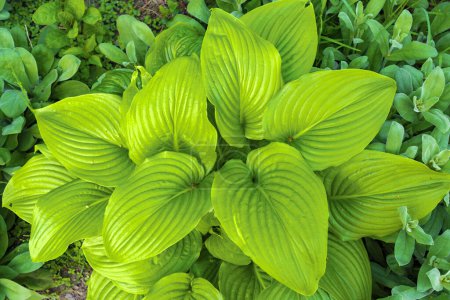 Verde brillante hojas grandes de un arbusto de flores Hosta plantaginea conocido como Plantain Lily
