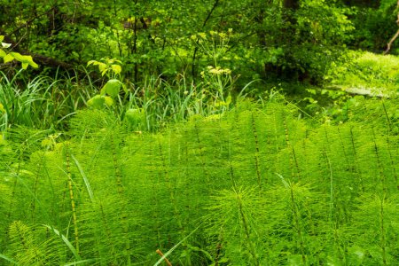 Horsetail thickets in the forest