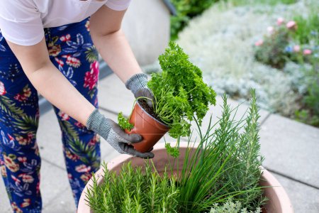 Téléchargez les photos : Une femme est en train de planter des semis dans le jardin.. - en image libre de droit