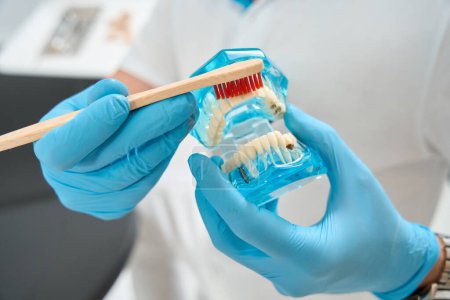 Foto de Primer plano de las manos del dentista en guantes de nitrilo cepillado dientes anteriores superiores en modelo de mandíbula humana transparente con cepillo de dientes - Imagen libre de derechos