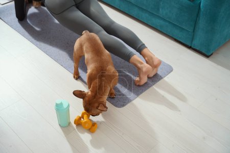 Foto de Foto recortada de una mujer deportista haciendo tablón mientras su perro juega con pesas - Imagen libre de derechos