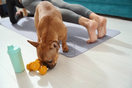 Téléchargez les photos : Cropped photo of fit woman performing plank while her dog sniffing dumbbells - en image libre de droit