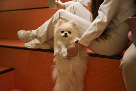 Téléchargez les photos : Photo recadrée de la femelle avec tasse en papier dans la main caressant chien assis sur le banc à côté de la personne avec ordinateur portable - en image libre de droit