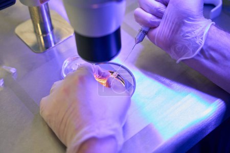 Laborantin für Reproduktionstechnologie, die spezielle Tropfen mit Kapillarhalter hinzufügt, um Spermatozoen vor der Injektion zu finden, ICSI-Verfahren
