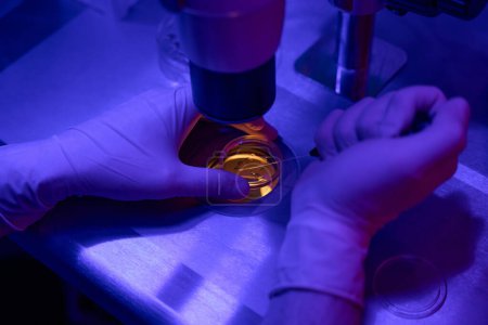 Téléchargez les photos : Travailleur de laboratoire de reproduction prélevant des échantillons d'embryons dans un récipient de culture cellulaire pour effectuer des recherches génétiques avant leur transfert dans l'utérus - en image libre de droit