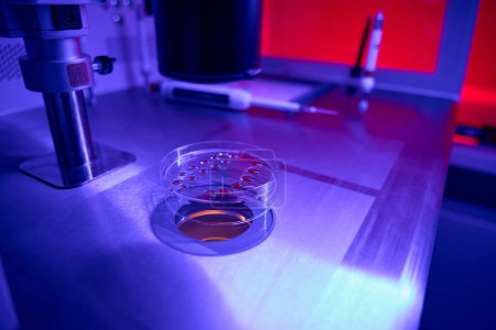 In vitro fertilisation procedure, oocytes on cell culture dish ready for spermatozoa fertilization, reproductology laboratory
