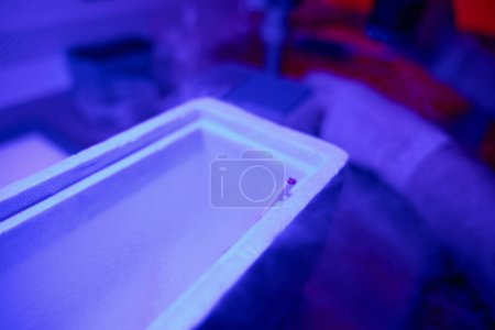 Foto de Vista de cerca paja con embrión acostado en el tanque con nitrógeno líquido, congelación rápida, criopreservación, laboratorio reproductivo - Imagen libre de derechos