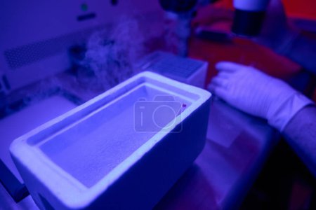 Foto de Técnico de laboratorio reproductivo preparando pajitas con embriones para criopreservación, poniendo pajitas en tanque con nitrógeno líquido - Imagen libre de derechos