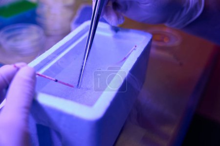 Foto de Paja con embriones sumergidos en cubeta con nitrógeno líquido, trabajador biolaboratorio que va a retirar huevo o embrión en vidrio químico - Imagen libre de derechos