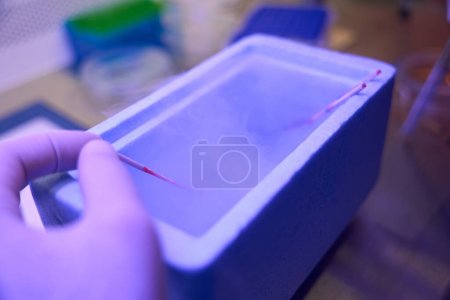 Foto de Técnico de laboratorio reproductivo sumergiendo pajitas con embriones en tanque con nitrógeno líquido, procedimiento de criopreservación - Imagen libre de derechos