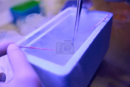 Téléchargez les photos : Travailleur de laboratoire de reproduction introduisant des pailles avec des embryons du réservoir avec de l'azote liquide, procédure de cryoconservation - en image libre de droit
