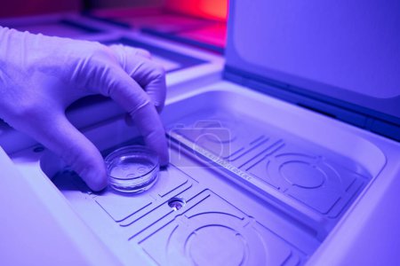 Foto de Trabajador de laboratorio de reproductología colocando cristalería con embriones en cámara con tapa y fondo calentados para asegurar uniformidad de temperatura y condiciones óptimas de cultivo para el desarrollo embrionario - Imagen libre de derechos