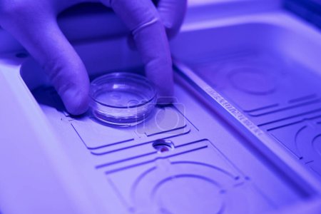 Foto de Trabajador biolaborador quitando cristalería con embriones de la cámara de incubadora de fertilización in vitro, preparación para transferencia - Imagen libre de derechos