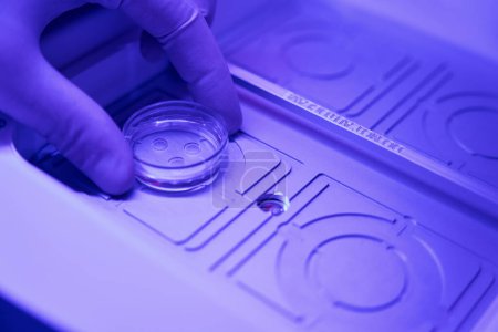 Foto de Técnico de laboratorio de embriología colocando placa de Petri con embriones en cámara especial con calentamiento, incubadora de fertilización in vitro - Imagen libre de derechos