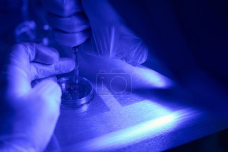 Photo for Genetic laboratory worker adding samples of cells to object plate to examine under microscope, looking for genetic mutations and abnormalities - Royalty Free Image