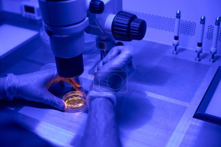 Foto de Técnico de laboratorio de primer plano que estudia el crecimiento de embriones bajo microscopio, verifica la calidad, mantiene la investigación - Imagen libre de derechos