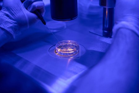 Foto de Trabajador de laboratorio de reproducción masculina que trabaja bajo microscopio, seleccionando embriones para transferencia, primer plano - Imagen libre de derechos