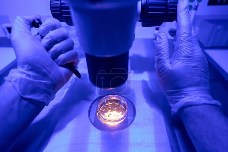 Photo for Laboratory worker studying cells from embryo under microscope to analyze stage of development and grow - Royalty Free Image