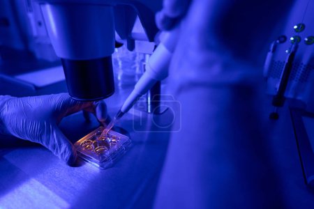 Foto de Trabajador de laboratorio científico agregando líquido especial a la placa con muestras de embriones, estudiando la reacción bajo el microscopio con luz especial - Imagen libre de derechos