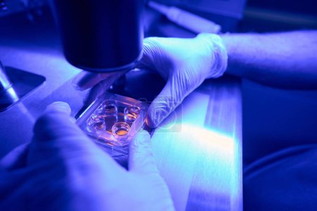 Téléchargez les photos : Mains d'un travailleur de laboratoire médical dirigeant le cristallin objectif du microscope vers une boîte de Pétri, étudiant les cellules souches afin d'exclure les mutations et les anomalies - en image libre de droit