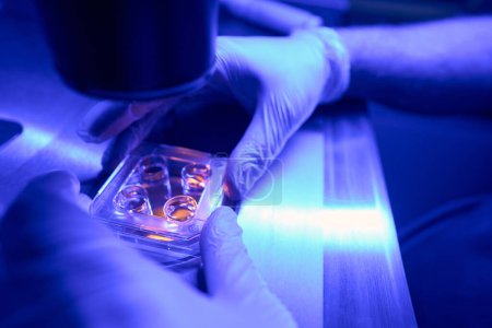 Téléchargez les photos : Spécialiste de la reproduction étudiant les embryons au microscope, ajustant la lumière pour une meilleure vision, faisant de la fécondation in vitro dans un laboratoire spécial - en image libre de droit