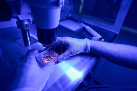 Téléchargez les photos : Travailleur de laboratoire scientifique recherchant des cellules souches humaines dans un récipient de culture cellulaire au microscope en laboratoire avec lumière ultraviolette - en image libre de droit