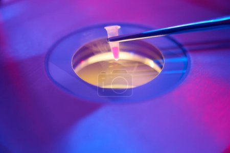 Téléchargez les photos : Embryologue place un petit tube avec biomatériau dans une installation de cryostockage, l'azote liquide est utilisé pour le stockage - en image libre de droit