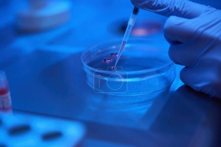 Foto de Asistente de laboratorio examina el biomaterial en una placa Petri, una pipeta especial se utiliza en el trabajo - Imagen libre de derechos
