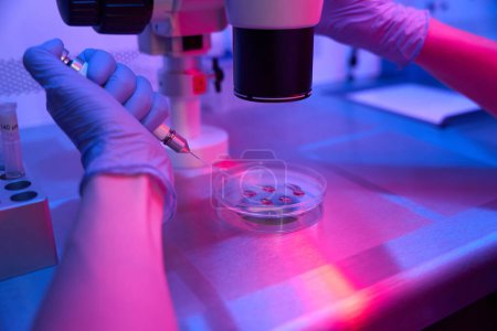 Foto de Asistente de laboratorio trabaja con biomaterial en una placa Petri, una pipeta especial y un potente microscopio se utilizan en el trabajo - Imagen libre de derechos