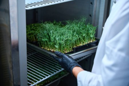 Photo for Restaurant kitchen employee puts a tray of microgreens in the refrigerator, young pea sprouts in cassettes - Royalty Free Image