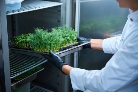 Photo for Man in protective gloves puts a tray of microgreens in the refrigerator, young pea sprouts are in cassettes - Royalty Free Image