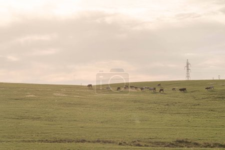 Photo for Farm and breeding area in the fields of the Pampa Biome in South America. Cattle ranch in Rio Grande do Sul Brazil. Farms area. Rural landscape. - Royalty Free Image