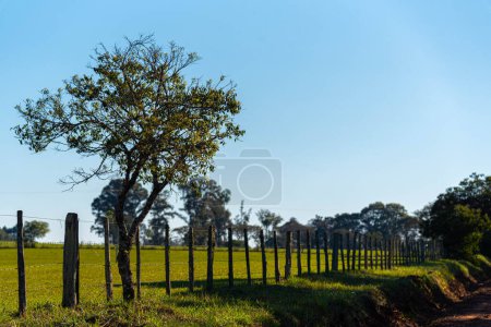 Landschaft der südamerikanischen Pampa. Pampas-Biom. Südbrasilien.