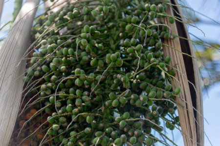 Palme und Früchte der Butia capitata