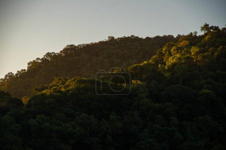 Atlantische Waldlandschaft in Brasilien. Brasilianische Flora. Tropische Waldränder in Lateinamerika