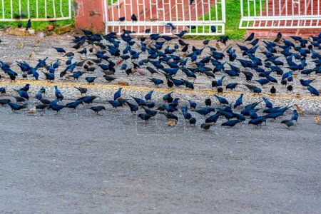 Vögel fressen auf der Straße. Schwarze Vögel.