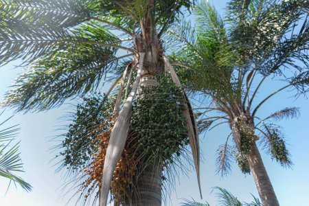Palme und Früchte der Butia capitata