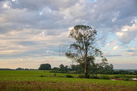 Landscapes of the pampas at dusk in southern Brazil. Interior. Agricultural production areas. Rural landscape