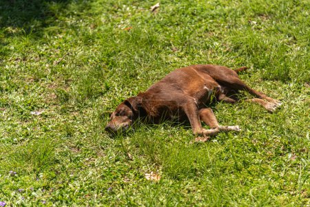 Foto de Pequeño perro durmiendo en la hierba. - Imagen libre de derechos