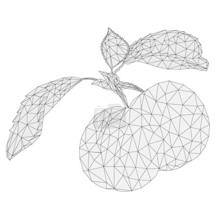 Illustration for Apricots with leaves dessert fruit outline low-polygon vector Illustration editable hand draw - Royalty Free Image