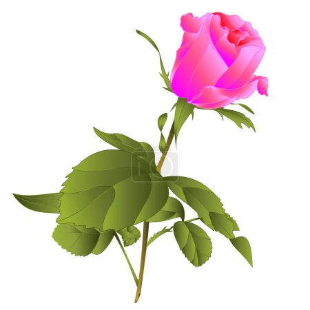 Téléchargez les illustrations : Rose rose tige bourgeon sur un fond blanc aquarelle vintage modifiable vecteur illustration botanique dessin à la main - en licence libre de droit